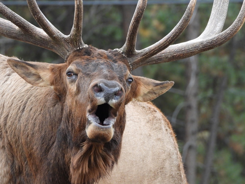 a close up of a deer with its mouth open