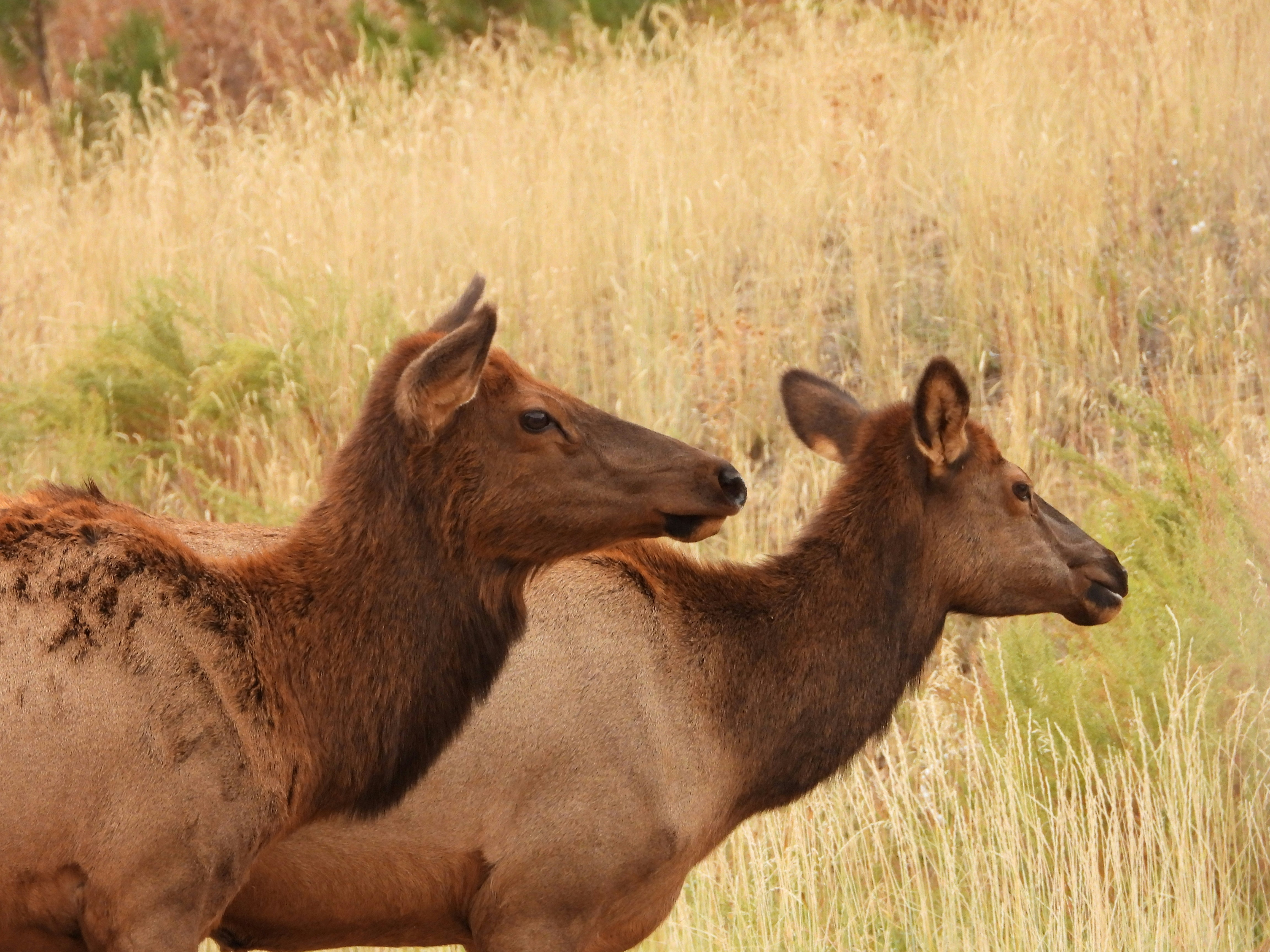 Photo by evergreene24