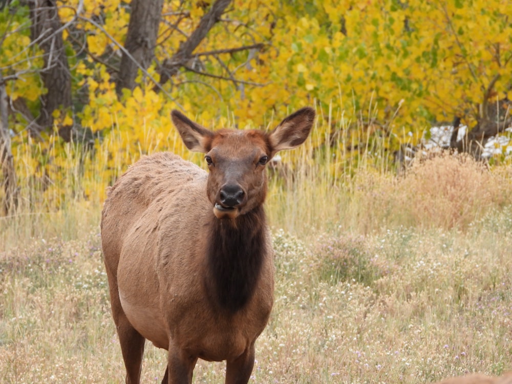 a deer standing in a field with trees in the background