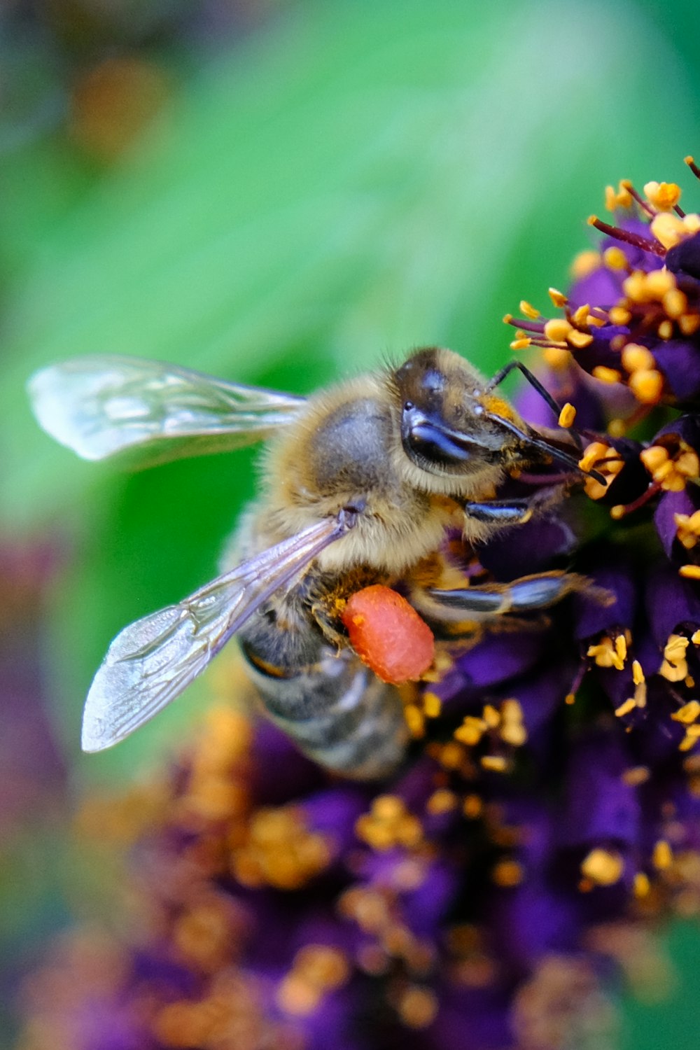 a close up of a bee on a flower