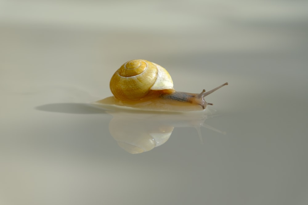 a snail that is sitting on a surface