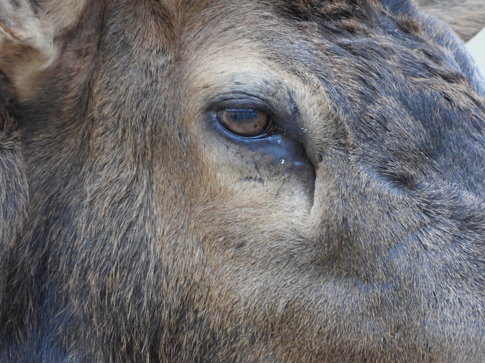 Close Up Elk Pictures | Download Free Images on Unsplash