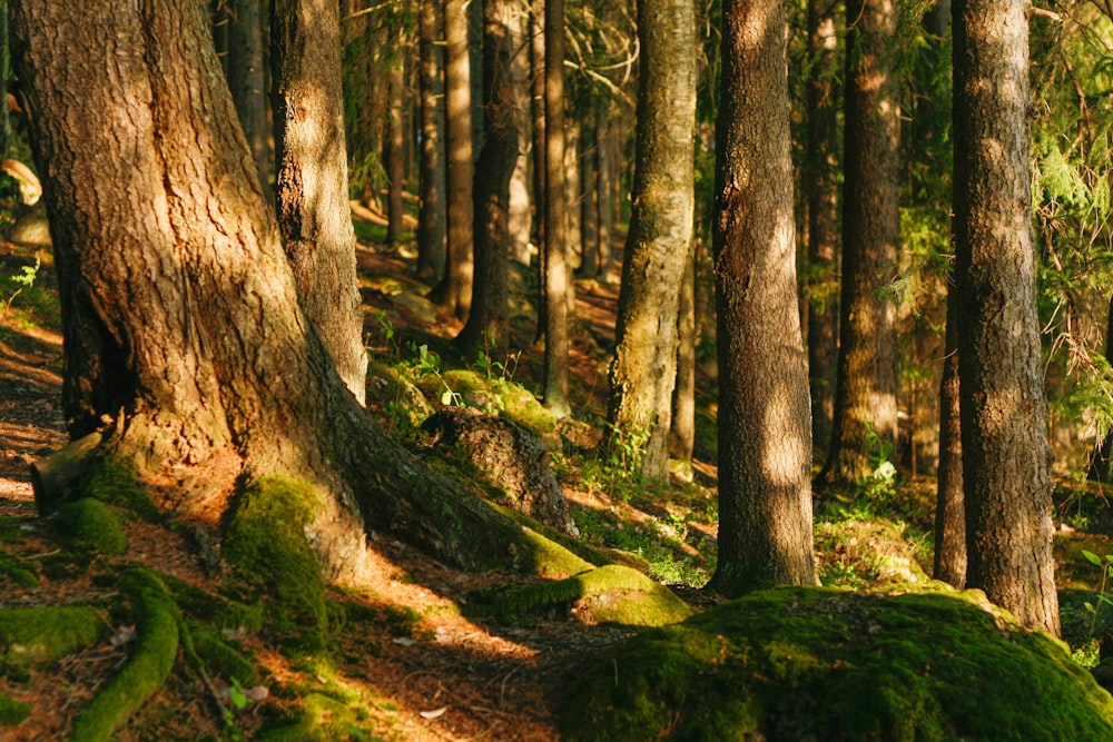 a forest filled with lots of trees covered in green moss