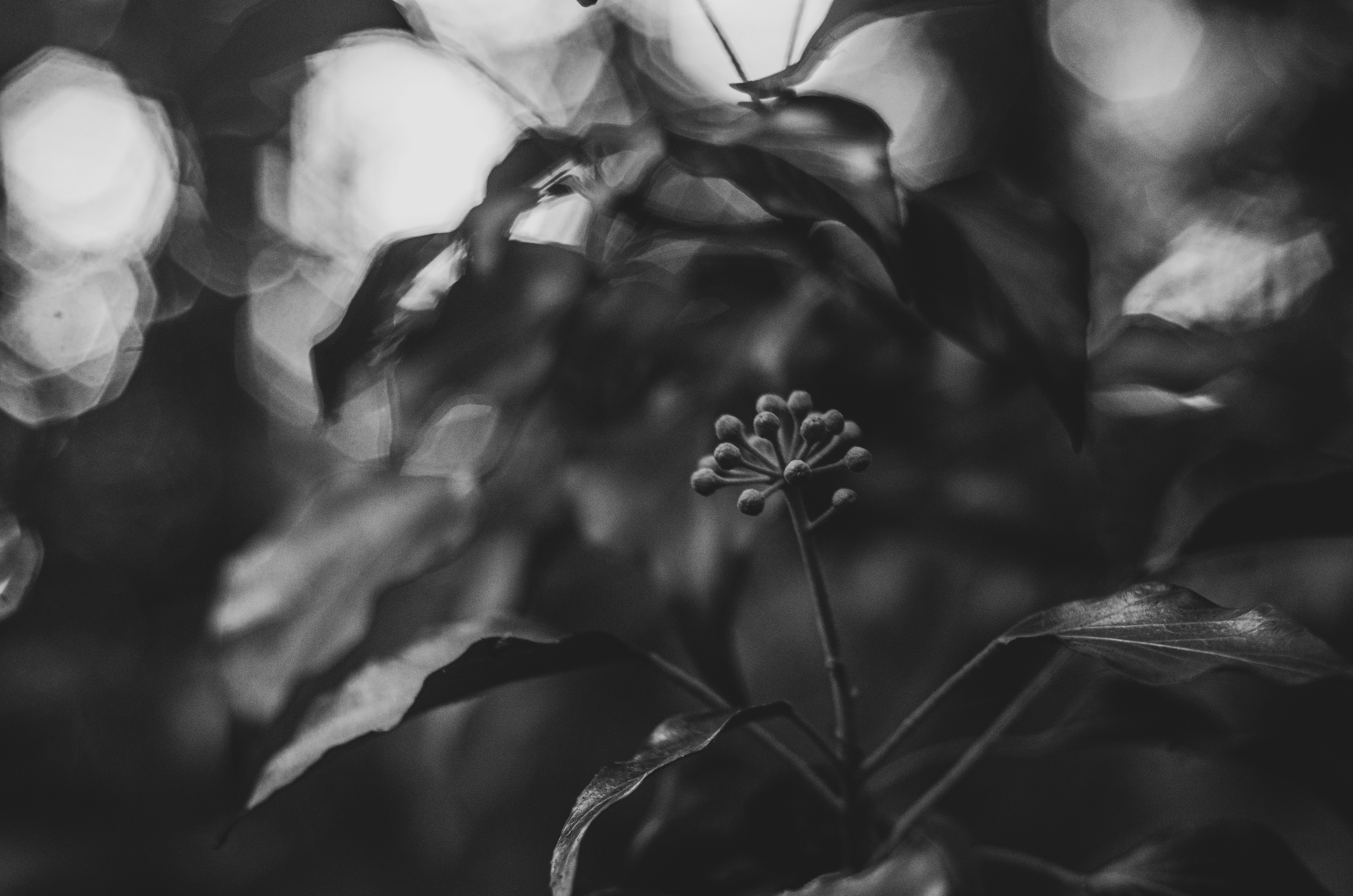 a black and white photo of a flower