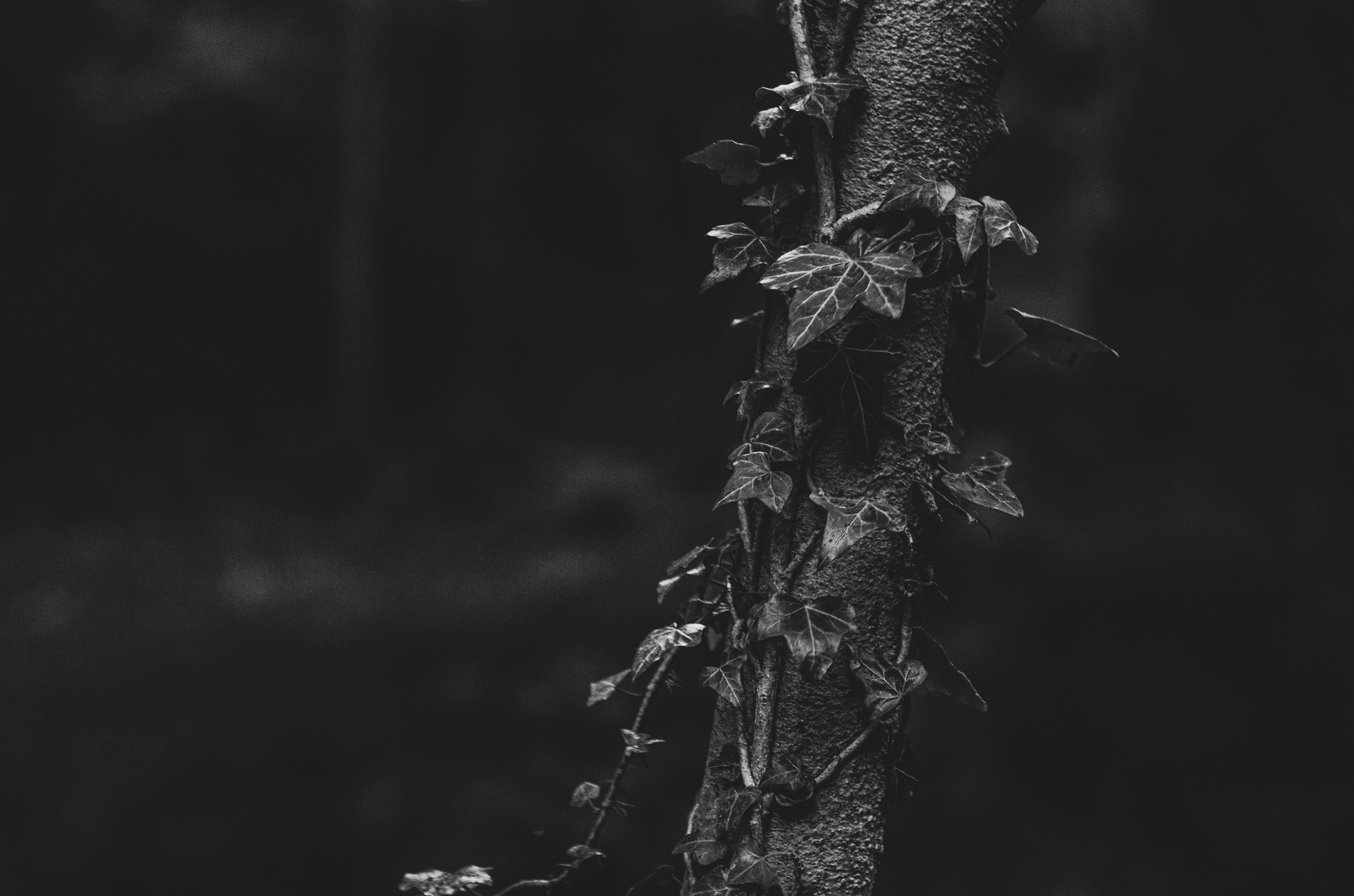 black and white photograph of a vine growing on a tree