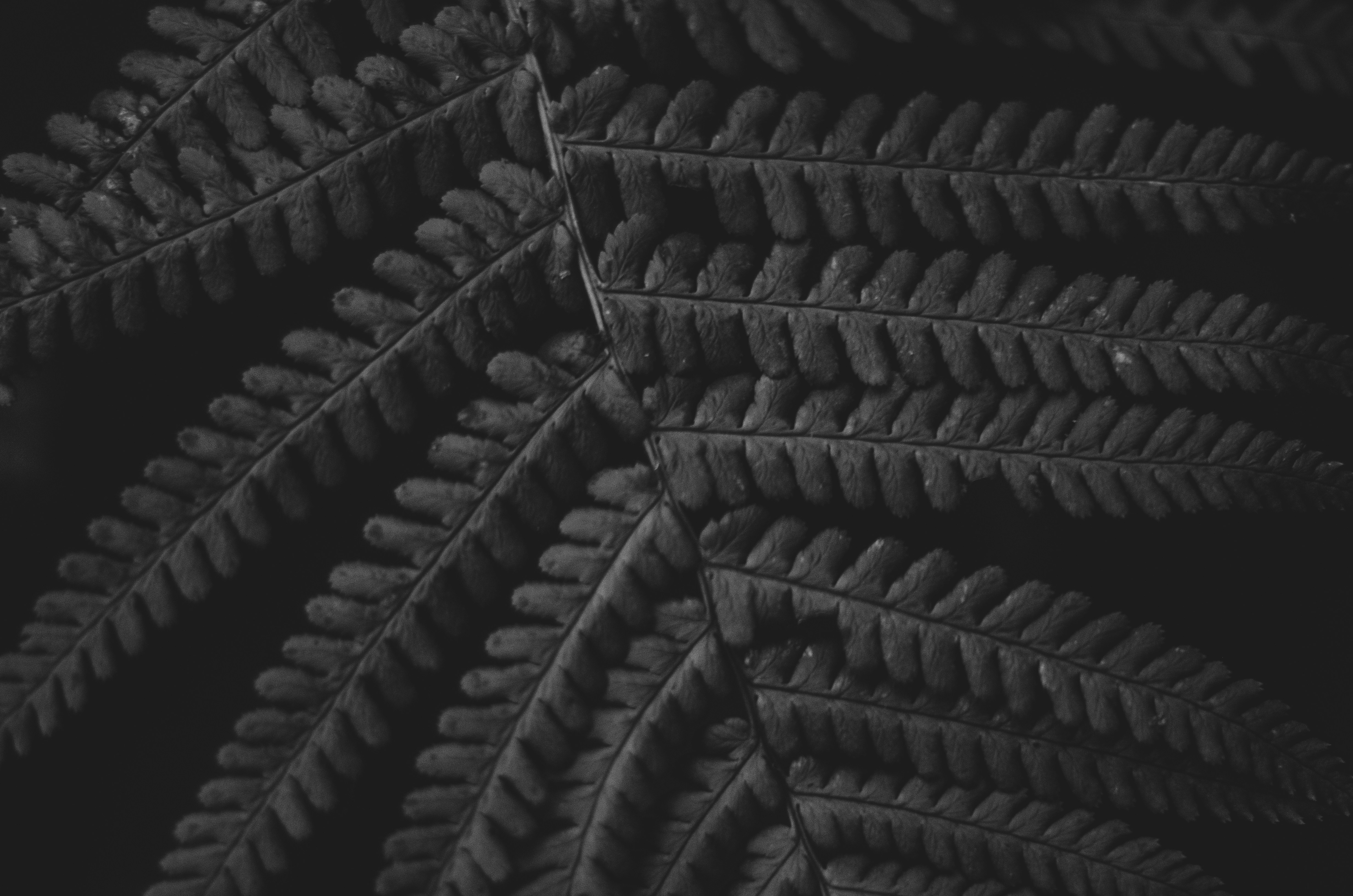 Photo by shanerounce