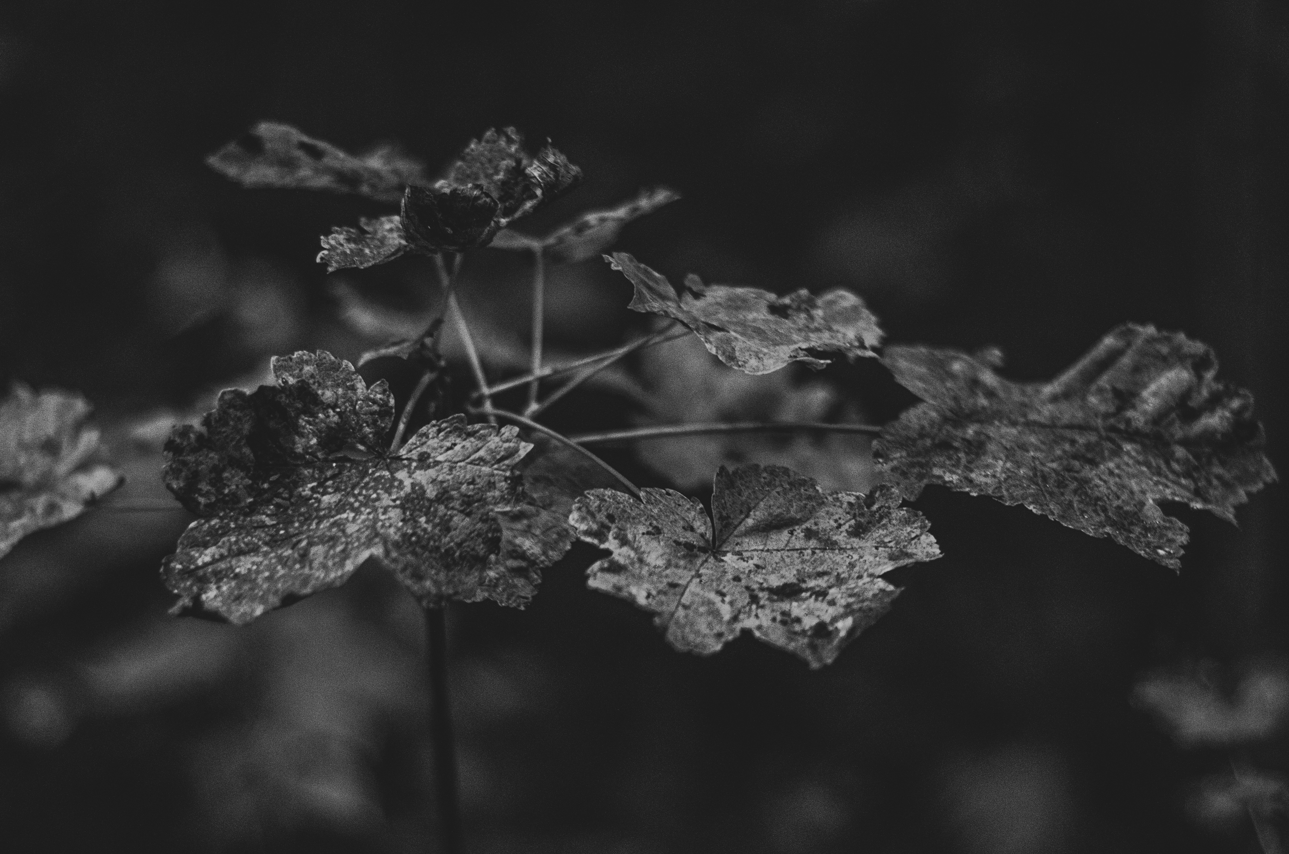 a black and white photo of a leaf