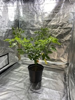 A healthy green plant is placed in a black pot inside a reflective grow tent. The plant is vibrant with numerous leaves, and there is a yellow tag attached to the pot. The surroundings are metallic and shiny, providing a controlled environment for the plant.