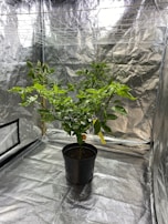 A healthy green plant is placed in a black pot inside a reflective grow tent. The plant is vibrant with numerous leaves, and there is a yellow tag attached to the pot. The surroundings are metallic and shiny, providing a controlled environment for the plant.