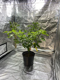 Close-up of high-quality grow tents with sturdy frames and dark interiors accented with gold zippers.