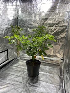 Close-up of high-quality grow tents with sturdy frames and dark interiors accented with gold zippers.