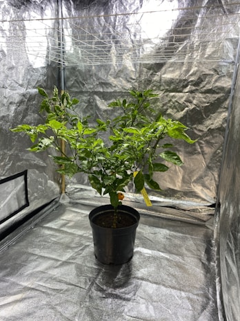 A healthy green plant is placed in a black pot inside a reflective grow tent. The plant is vibrant with numerous leaves, and there is a yellow tag attached to the pot. The surroundings are metallic and shiny, providing a controlled environment for the plant.