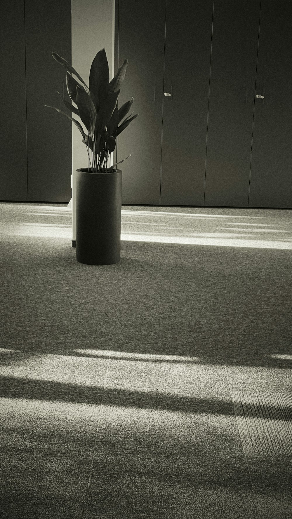 a black and white photo of a plant in a room