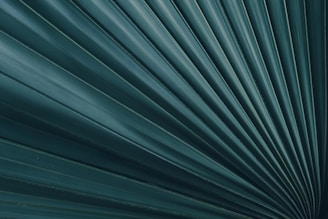 A close-up view of a palm leaf with symmetrical, radiating lines that create a visual pattern. The leaf appears in shades of green with natural texture and detailed vein structures.