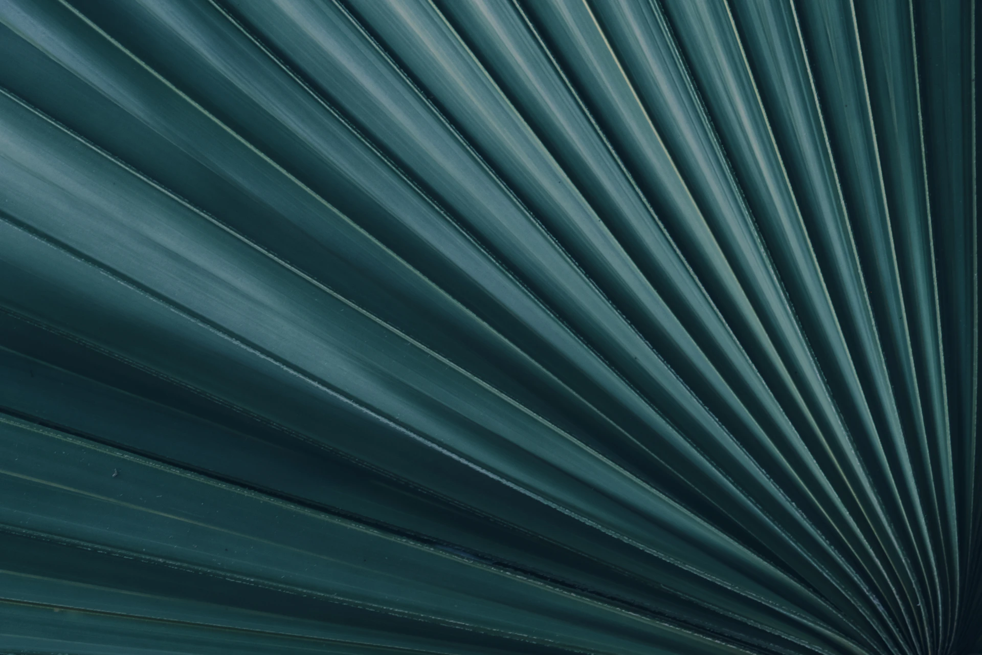 a close up of a green palm leaf