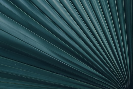 A close-up view of a palm leaf with symmetrical, radiating lines that create a visual pattern. The leaf appears in shades of green with natural texture and detailed vein structures.