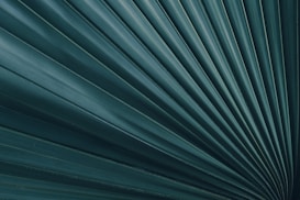 A close-up view of a palm leaf with symmetrical, radiating lines that create a visual pattern. The leaf appears in shades of green with natural texture and detailed vein structures.