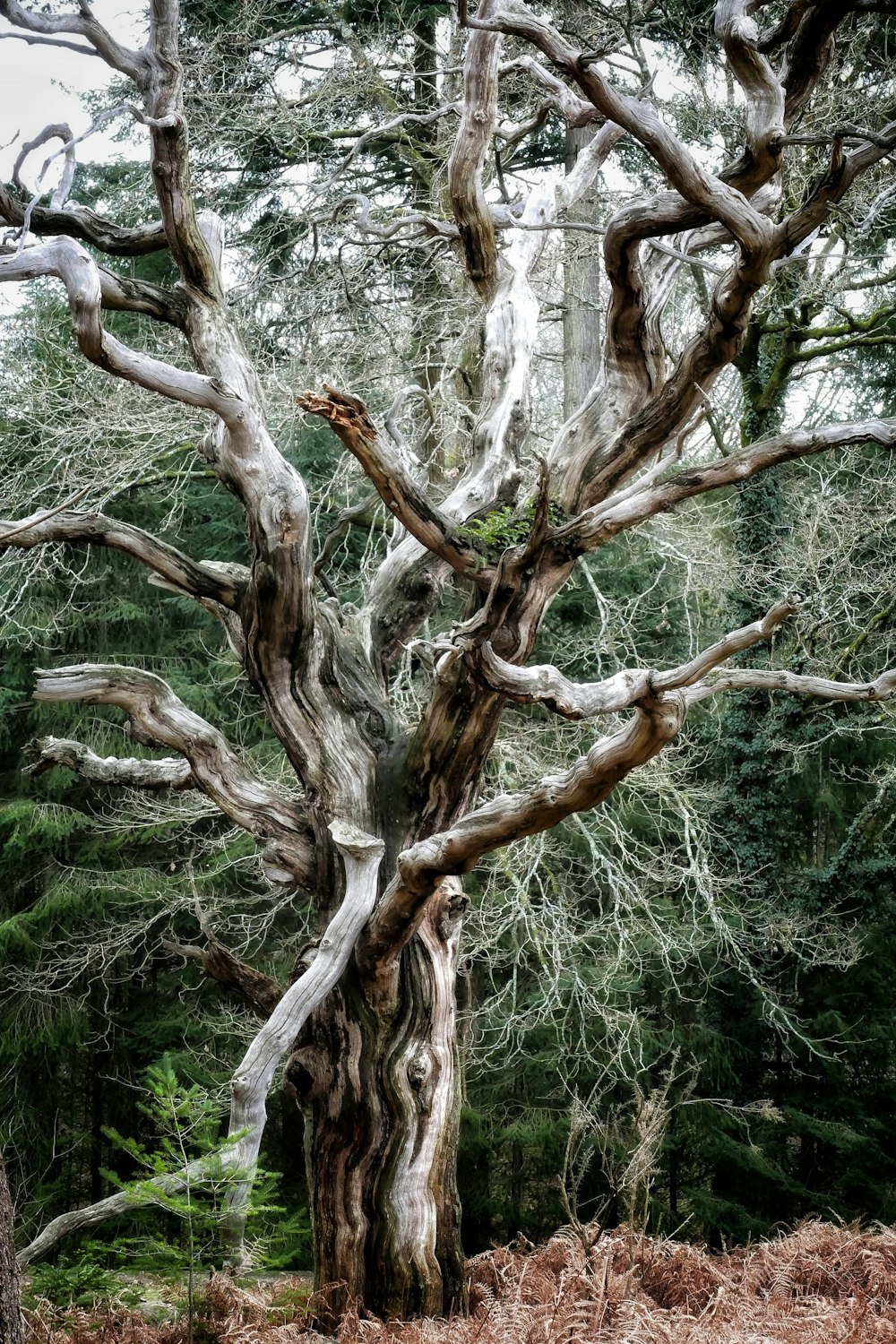 a close up of a tree