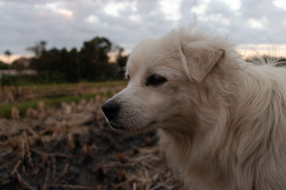 um cão branco em pé em cima de um campo de grama seca
