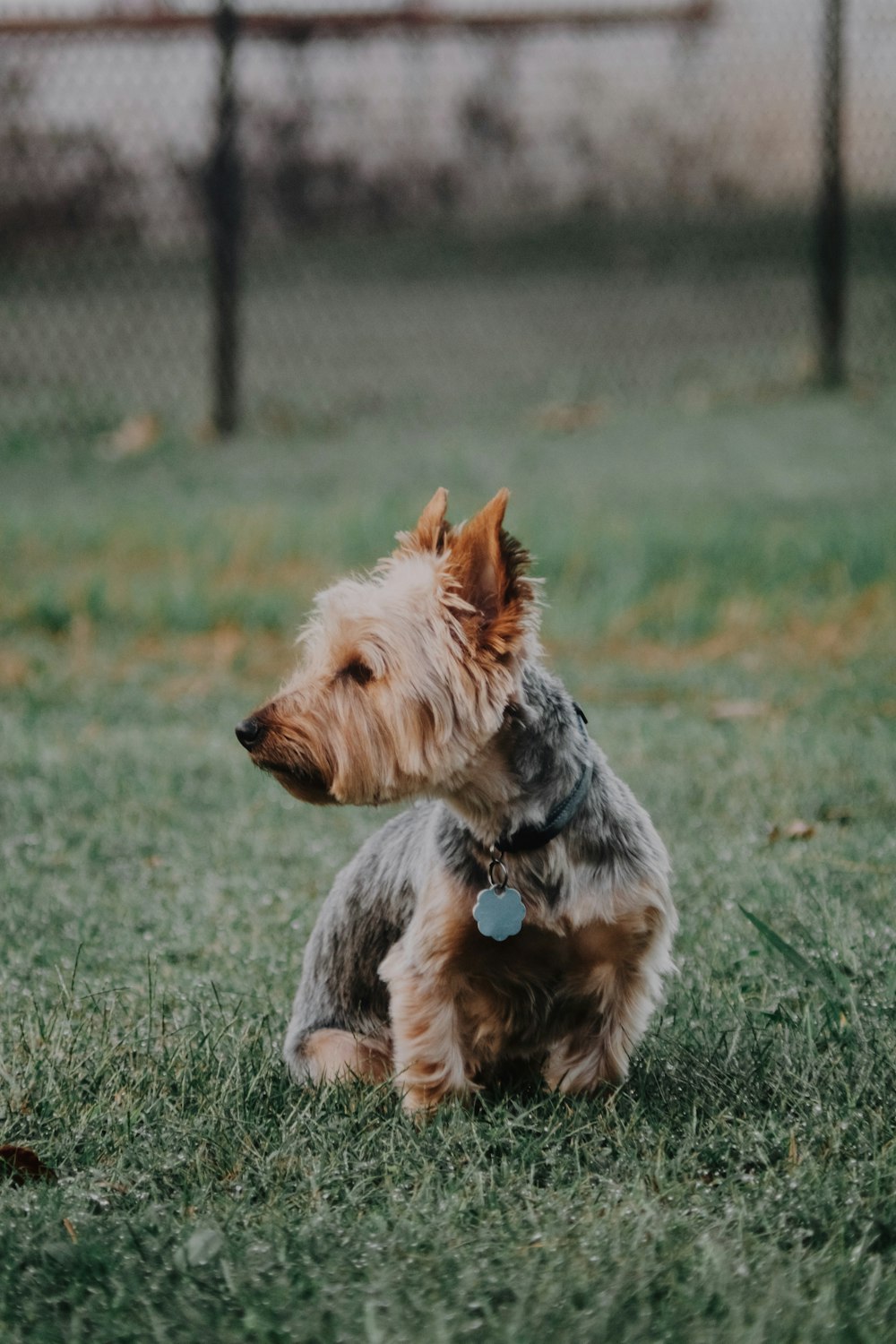 a small dog sitting on top of a lush green field