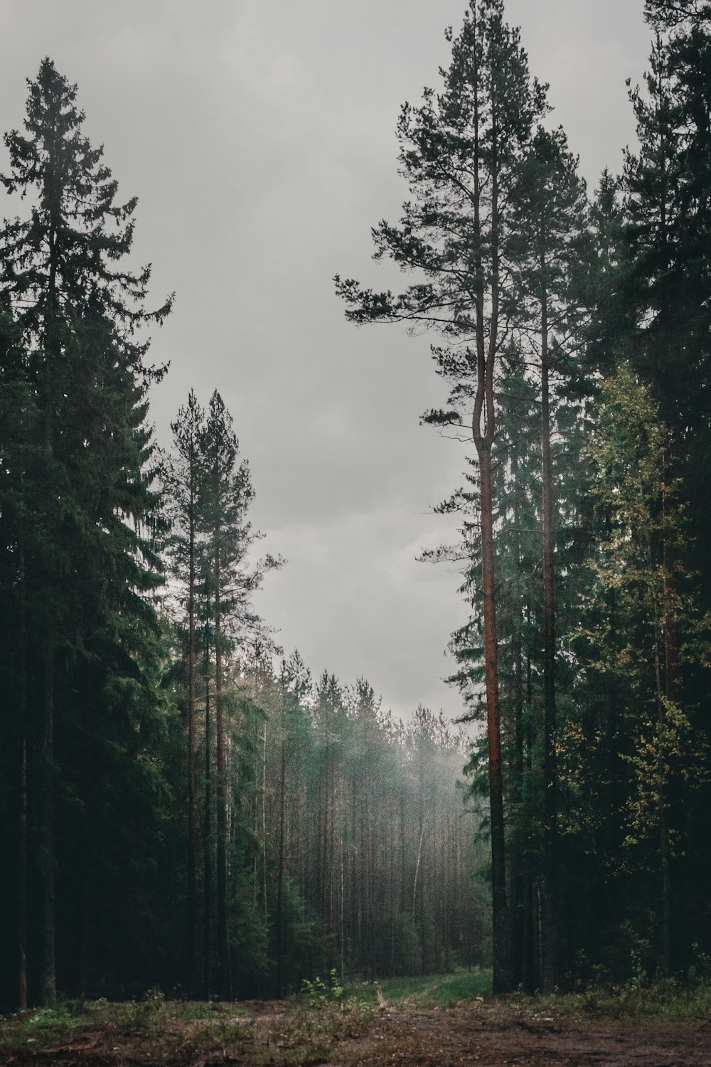 a forest filled with lots of tall trees