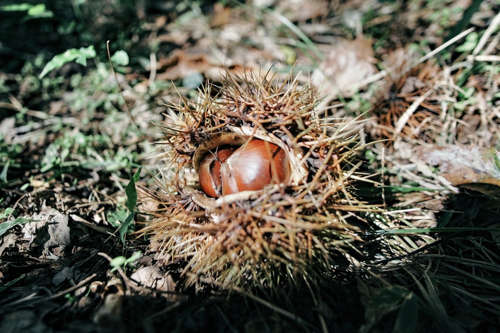 a close up of a fruit on the ground