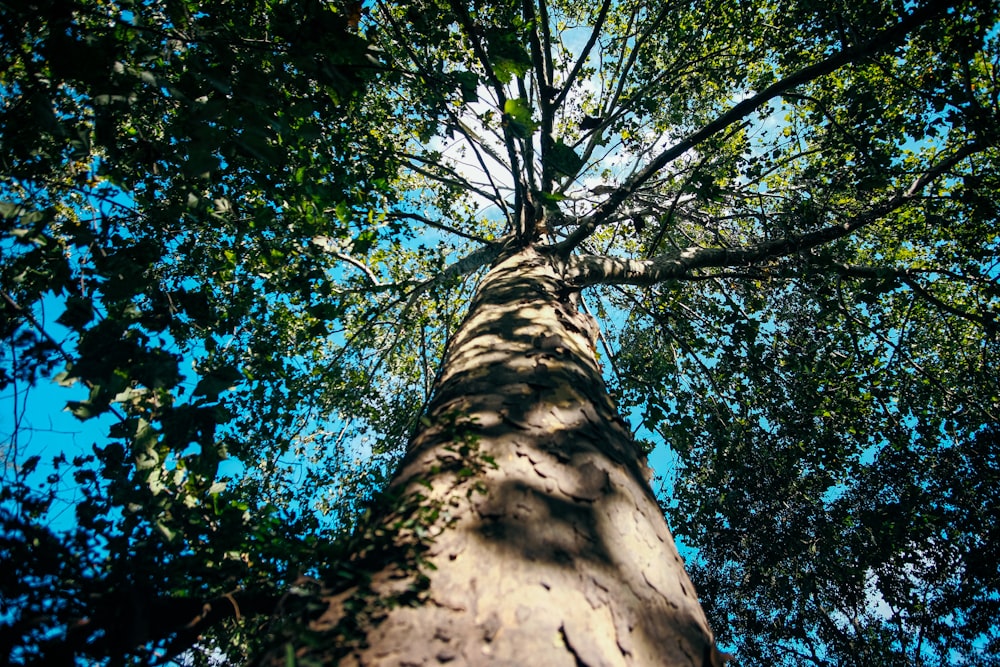 looking up at a tall tree in a forest