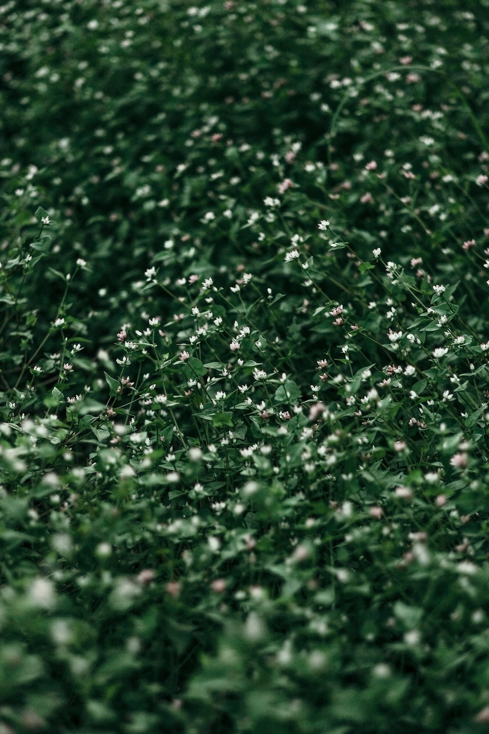 a bunch of flowers that are in the grass