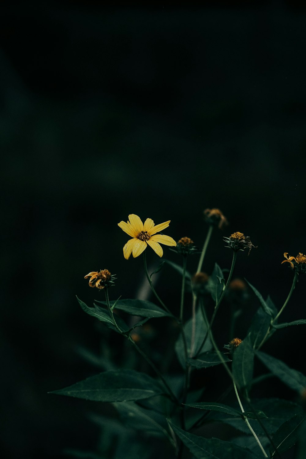 a close up of a yellow flower on a plant