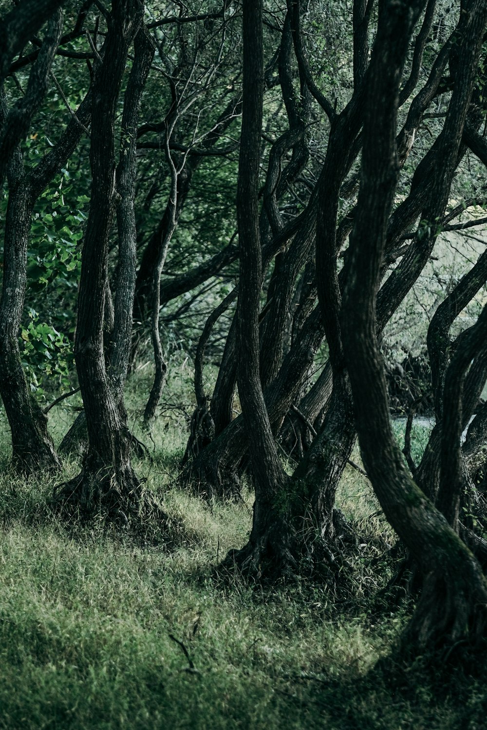 a group of trees that are standing in the grass