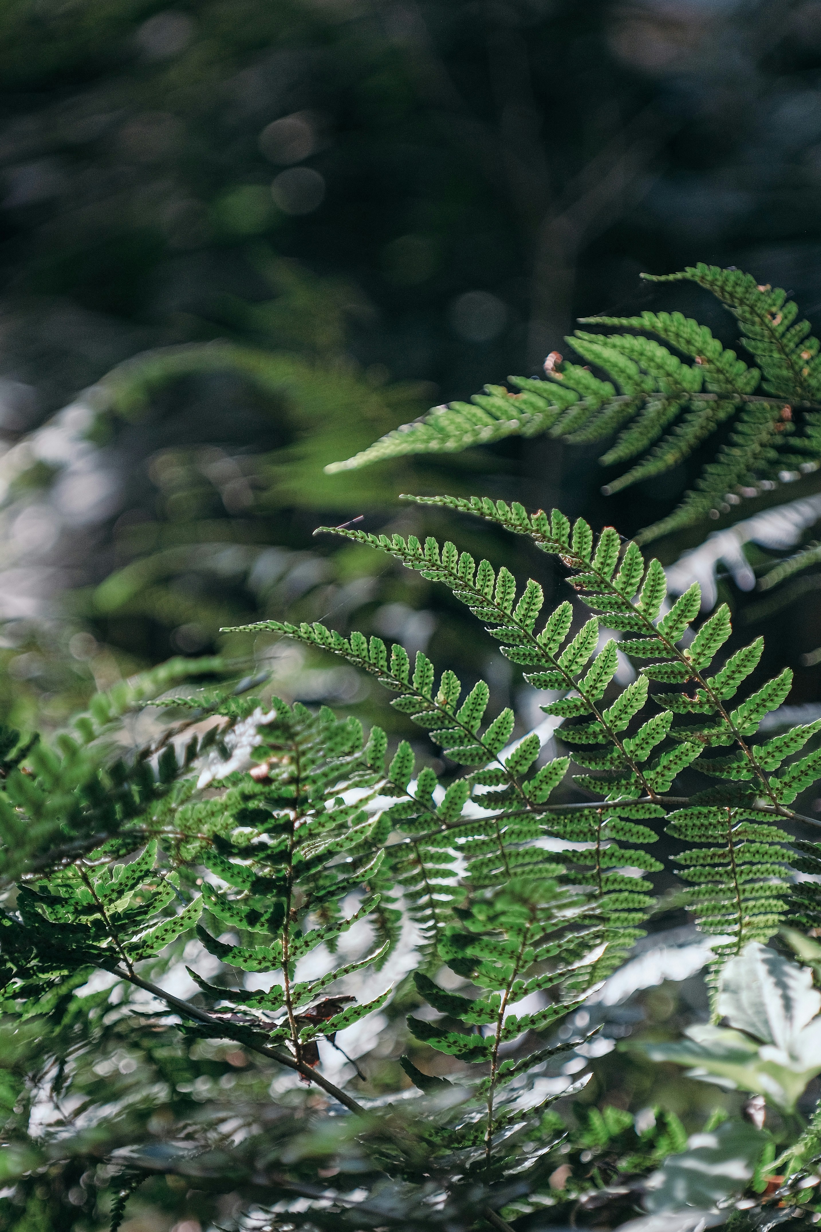 Photo by insungpandora