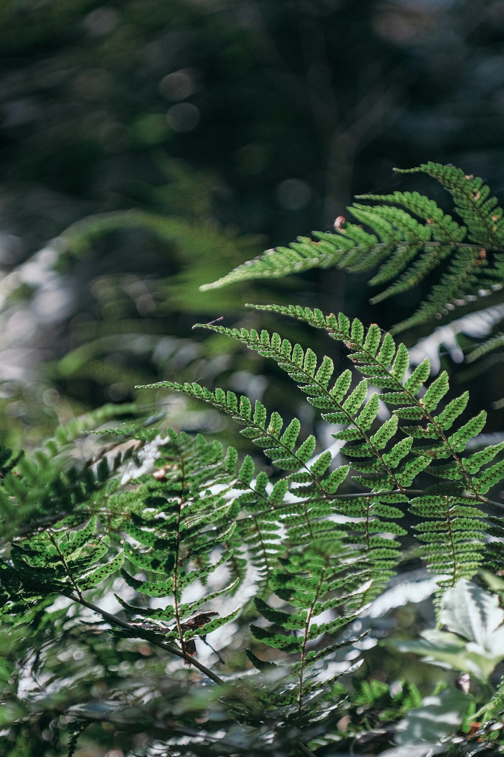 a close up of a green plant with lots of leaves