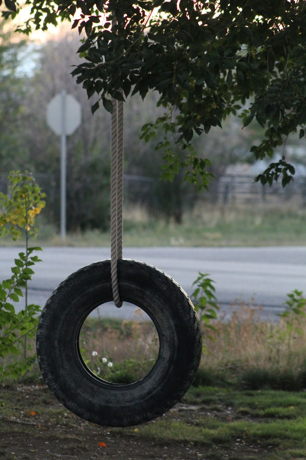 a tire swing hanging from a tree next to a road