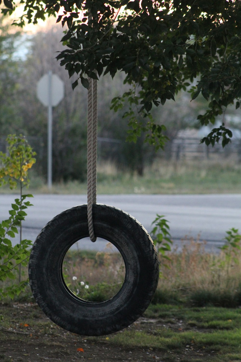 Un'altalena di pneumatici appesa a un albero vicino a una strada