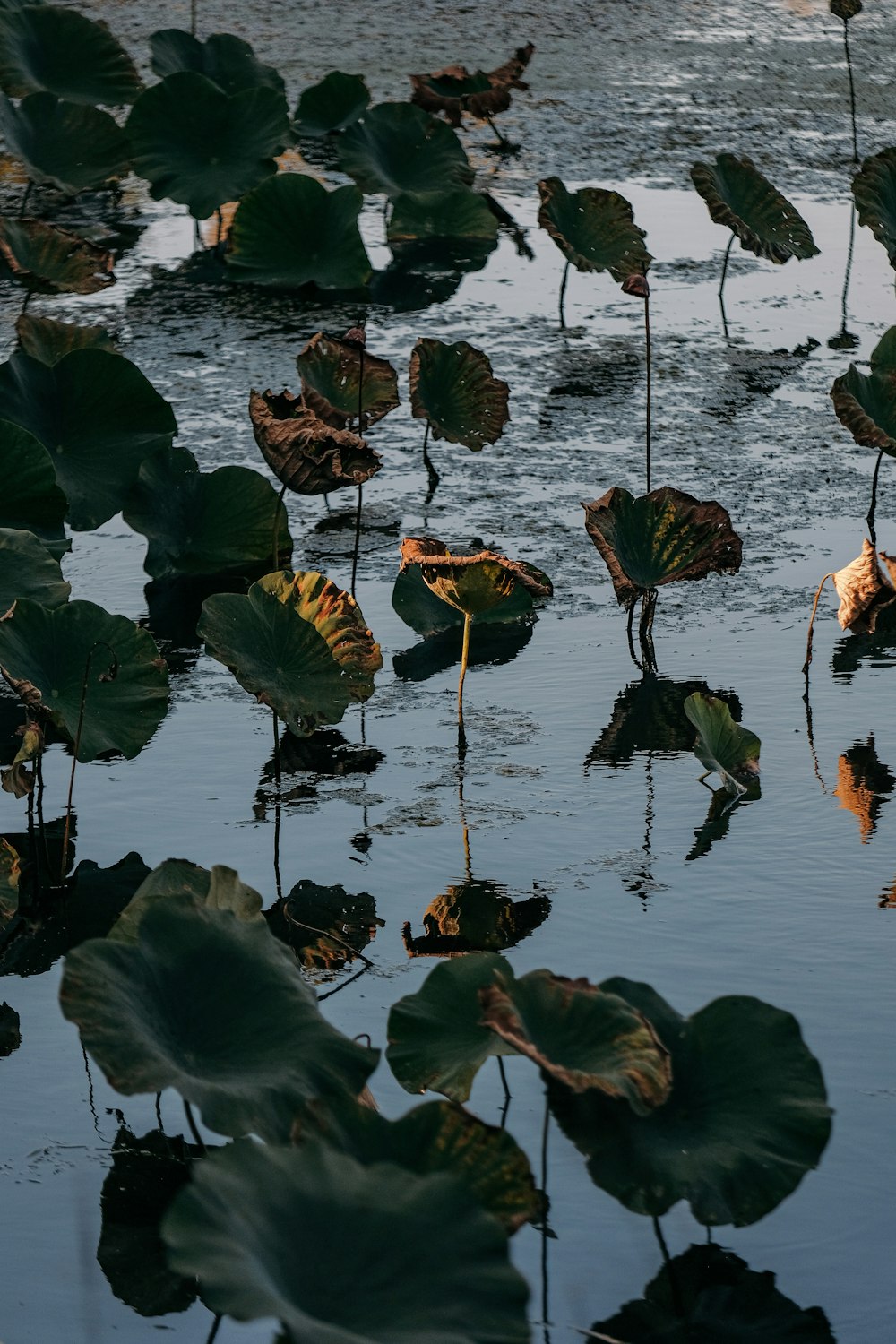 a group of water lilies floating on top of a body of water