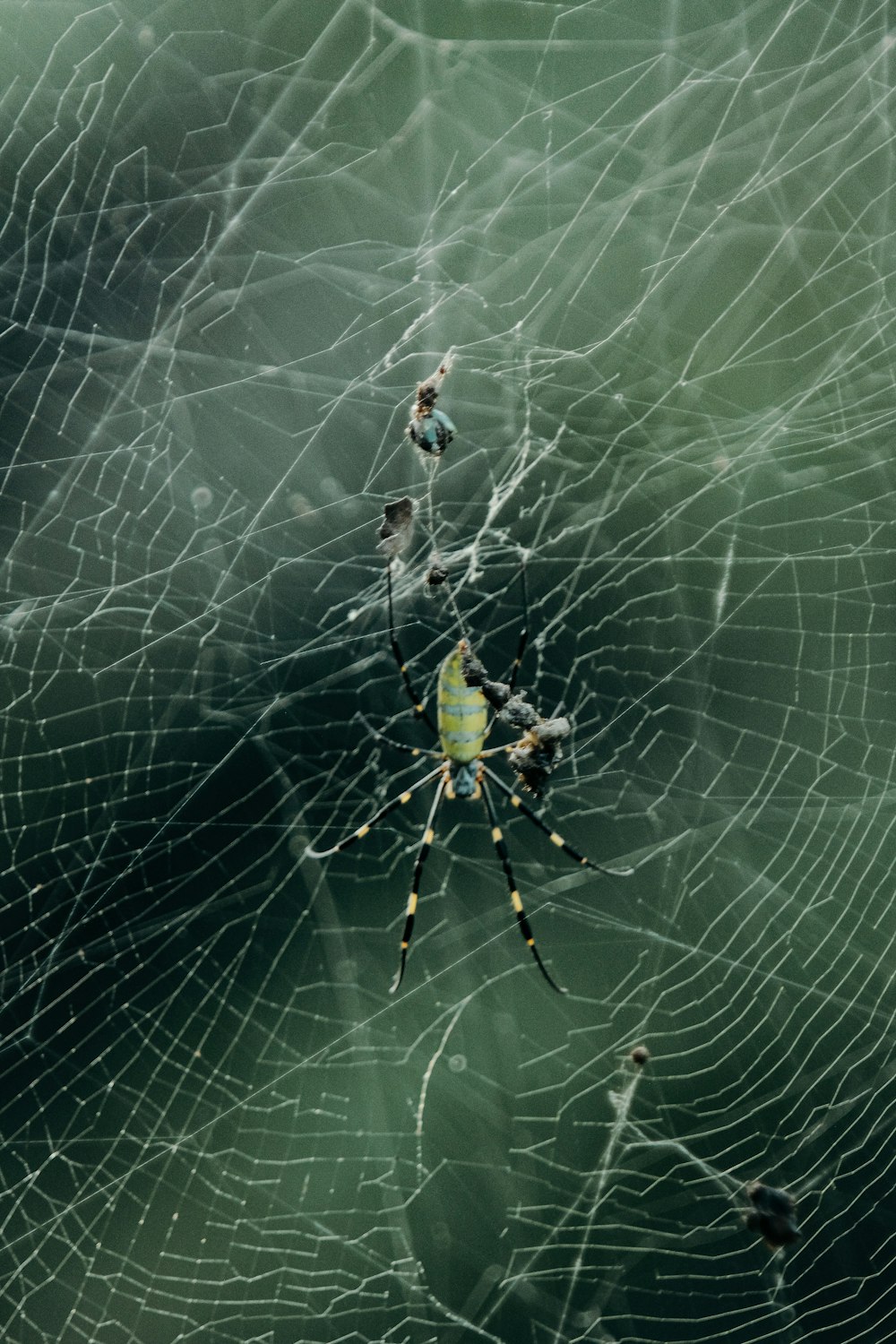 a close up of a spider in its web