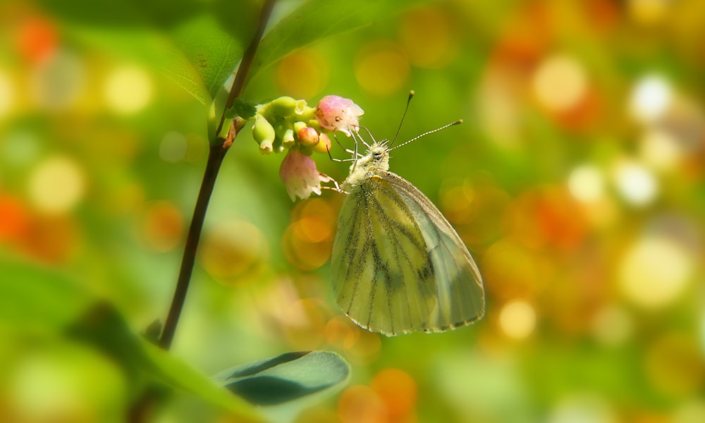 a butterfly sitting on top of a green leaf