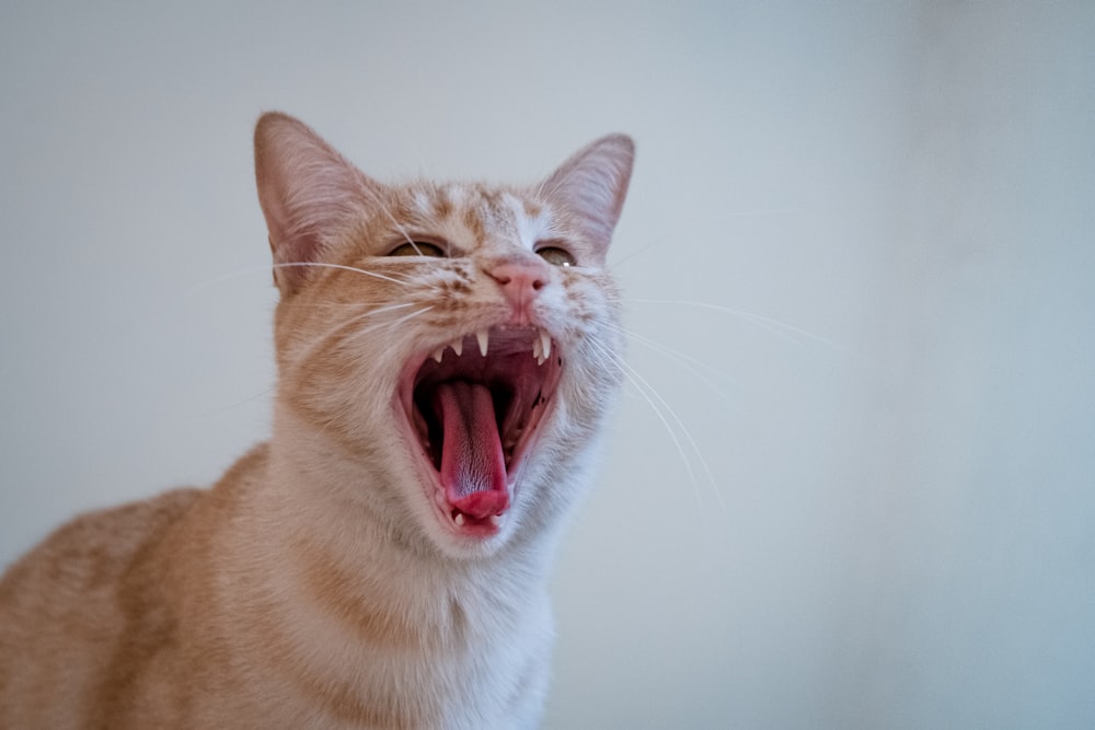 a cat with its mouth open and it's mouth wide open