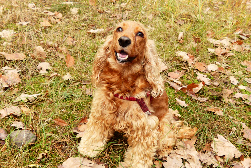 Bordo tasmalı, ağzı açık heyecanlı bir ifadeyle kameraya bakan kızıl-bej tüylü Cocker Spaniel