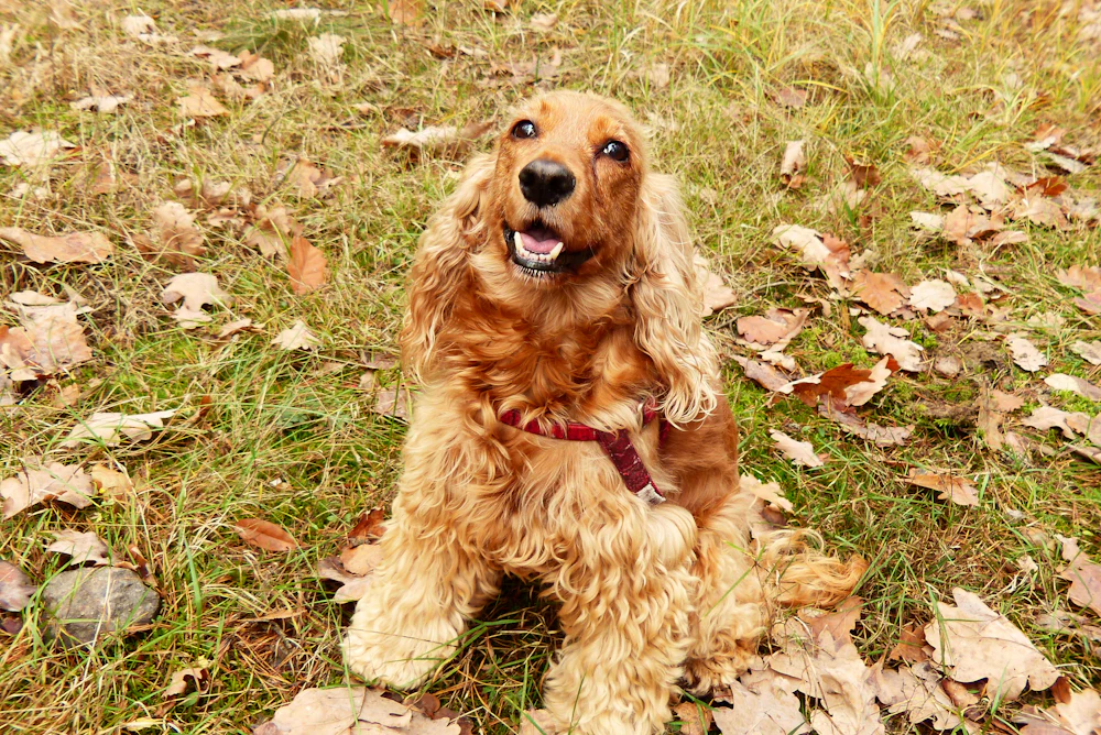 English Cocker Spaniel, photo 1
