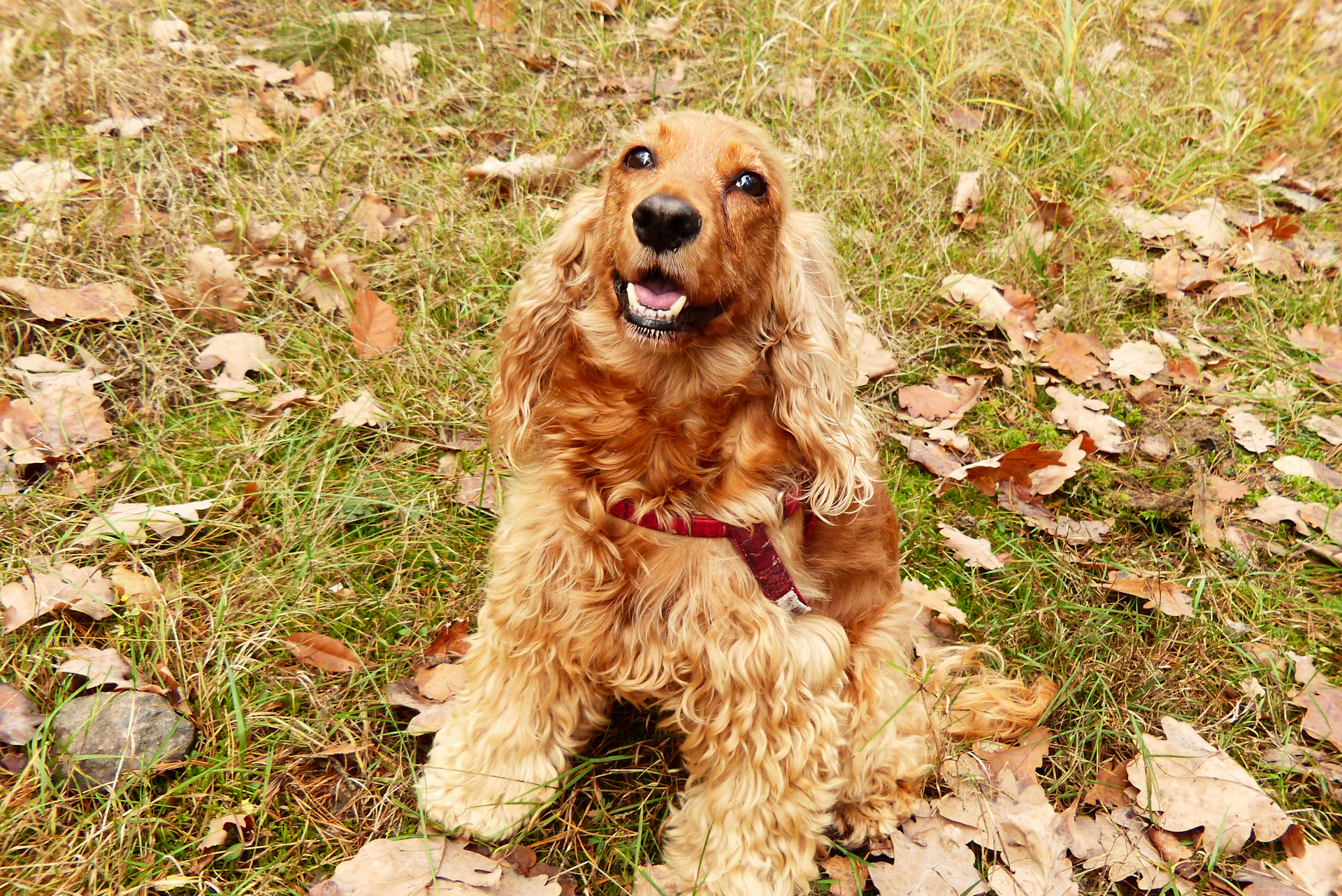 An English Cocker Spaniel