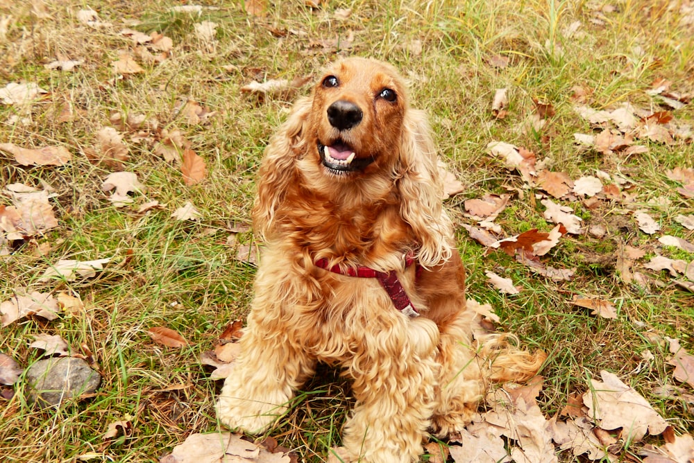 un chien brun assis au sommet d’un champ couvert d’herbe
