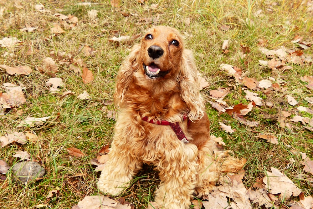 a brown dog sitting on top of a grass covered field