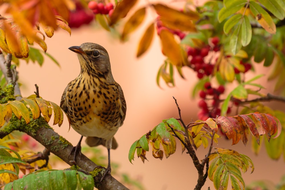 a bird sitting on a branch of a tree