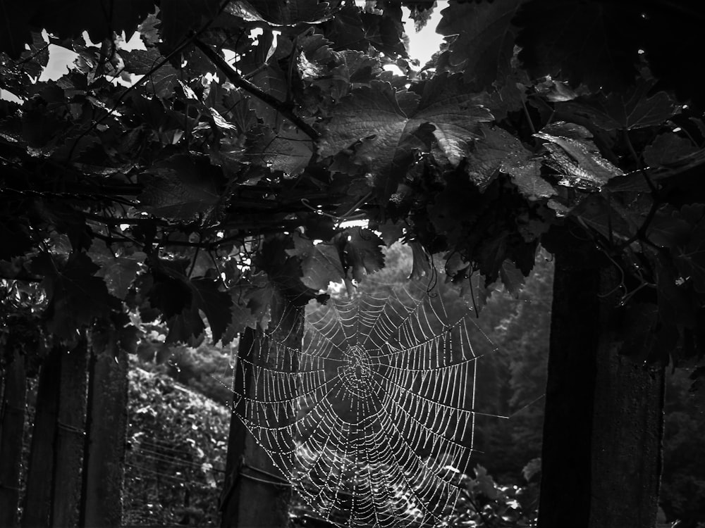 a spider web in the middle of a forest