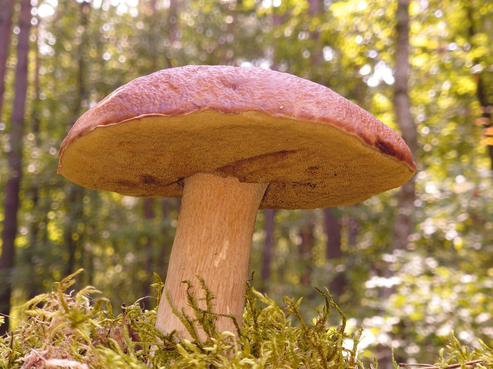 a mushroom in the middle of a forest