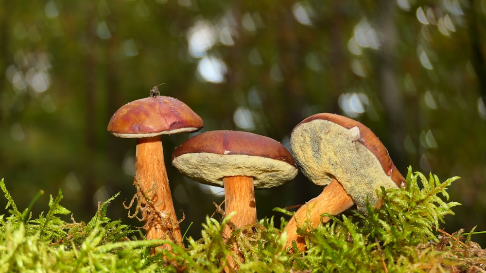 a couple of mushrooms sitting on top of a lush green field