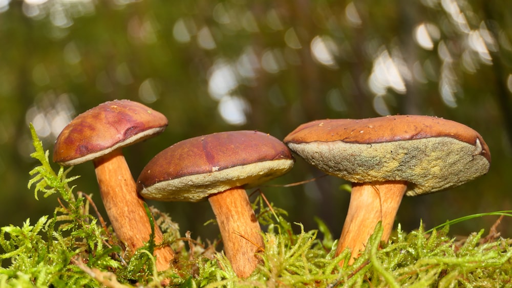 a group of mushrooms sitting on top of a lush green field