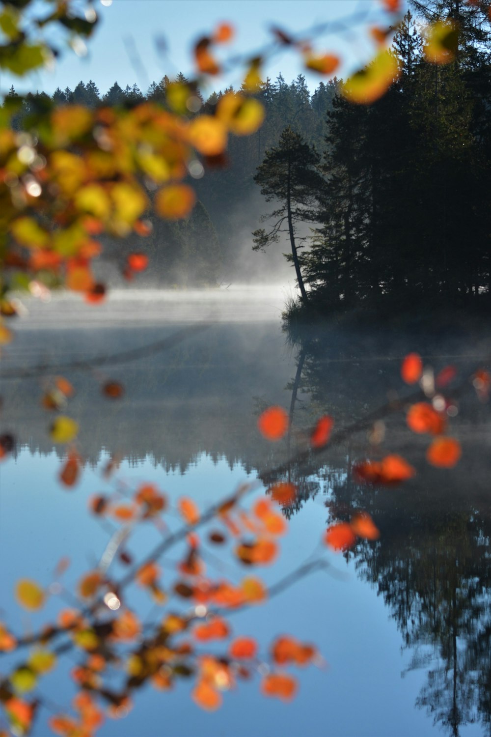 a body of water surrounded by trees and fog