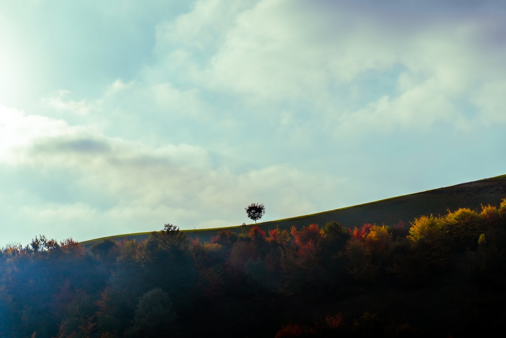 a lone tree on a hill surrounded by trees